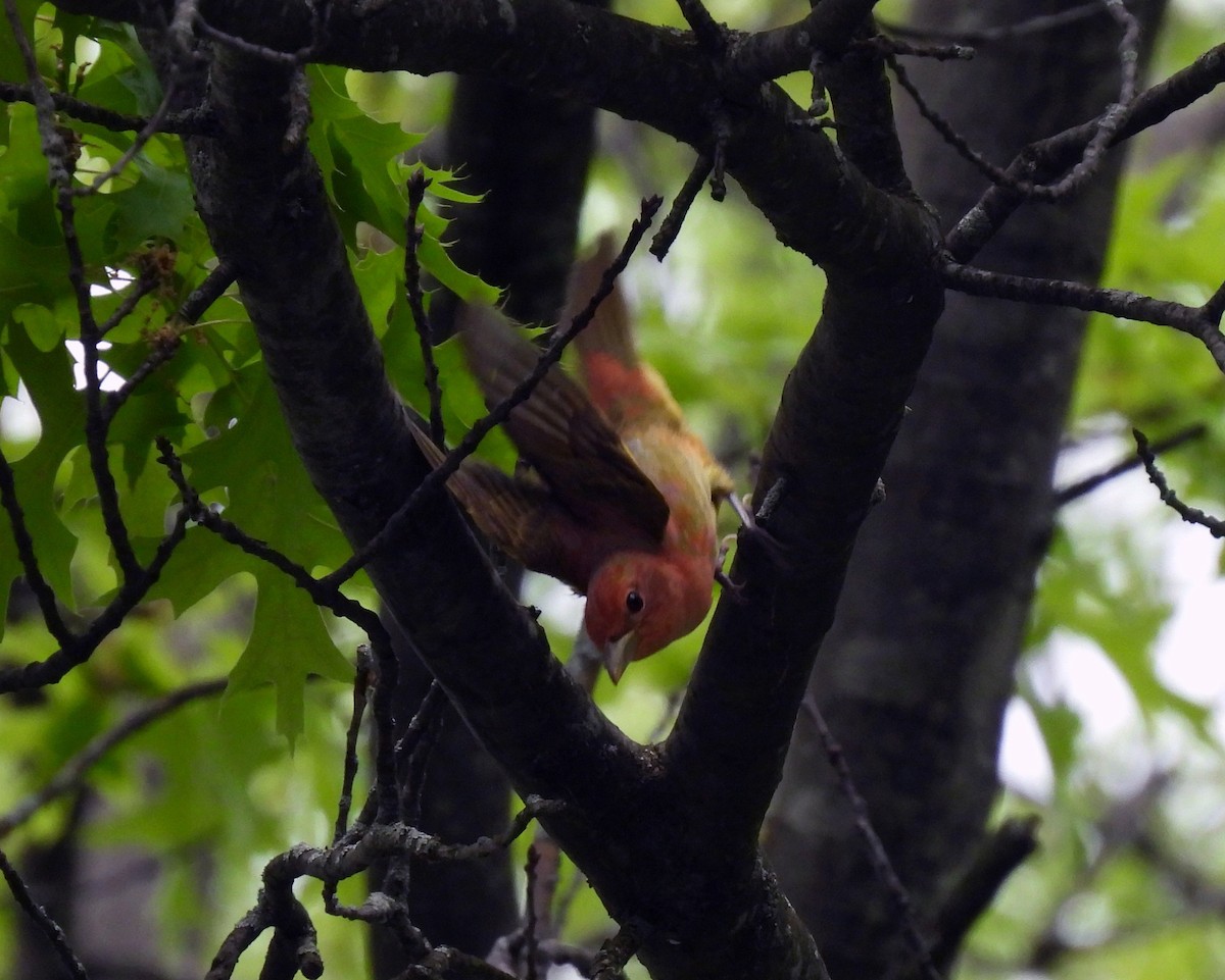 Summer Tanager - ML619098212