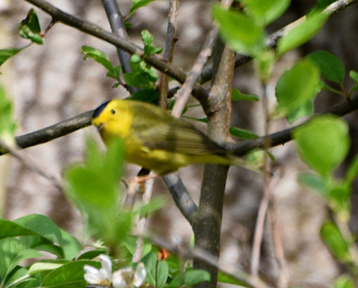 Wilson's Warbler - Zachary Peters