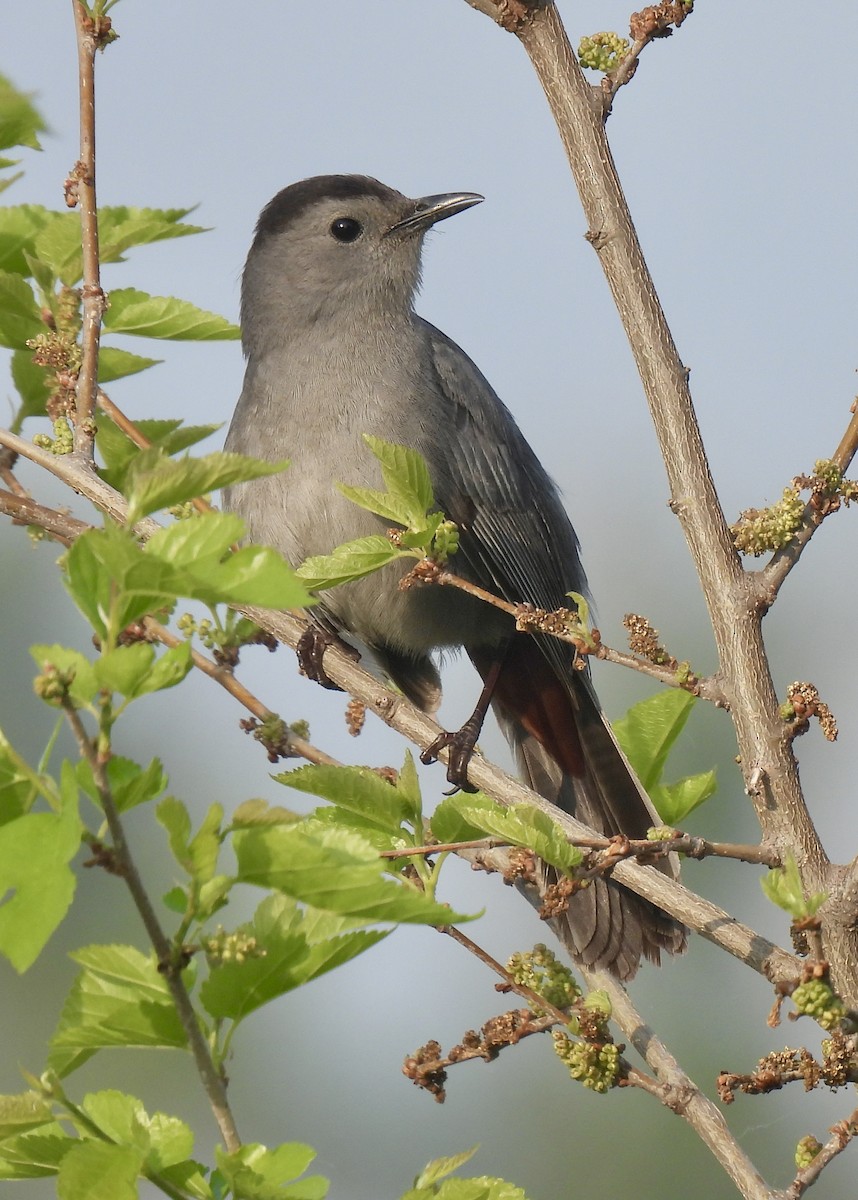 Gray Catbird - ML619098276