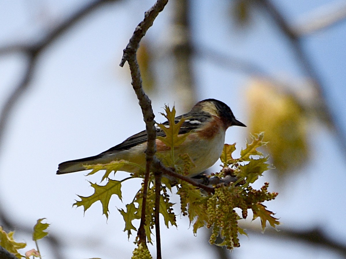 Bay-breasted Warbler - Zachary Peters