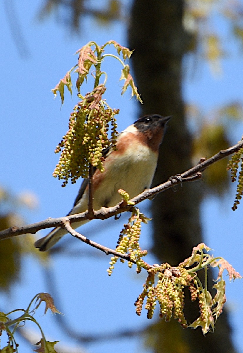 Bay-breasted Warbler - Zachary Peters