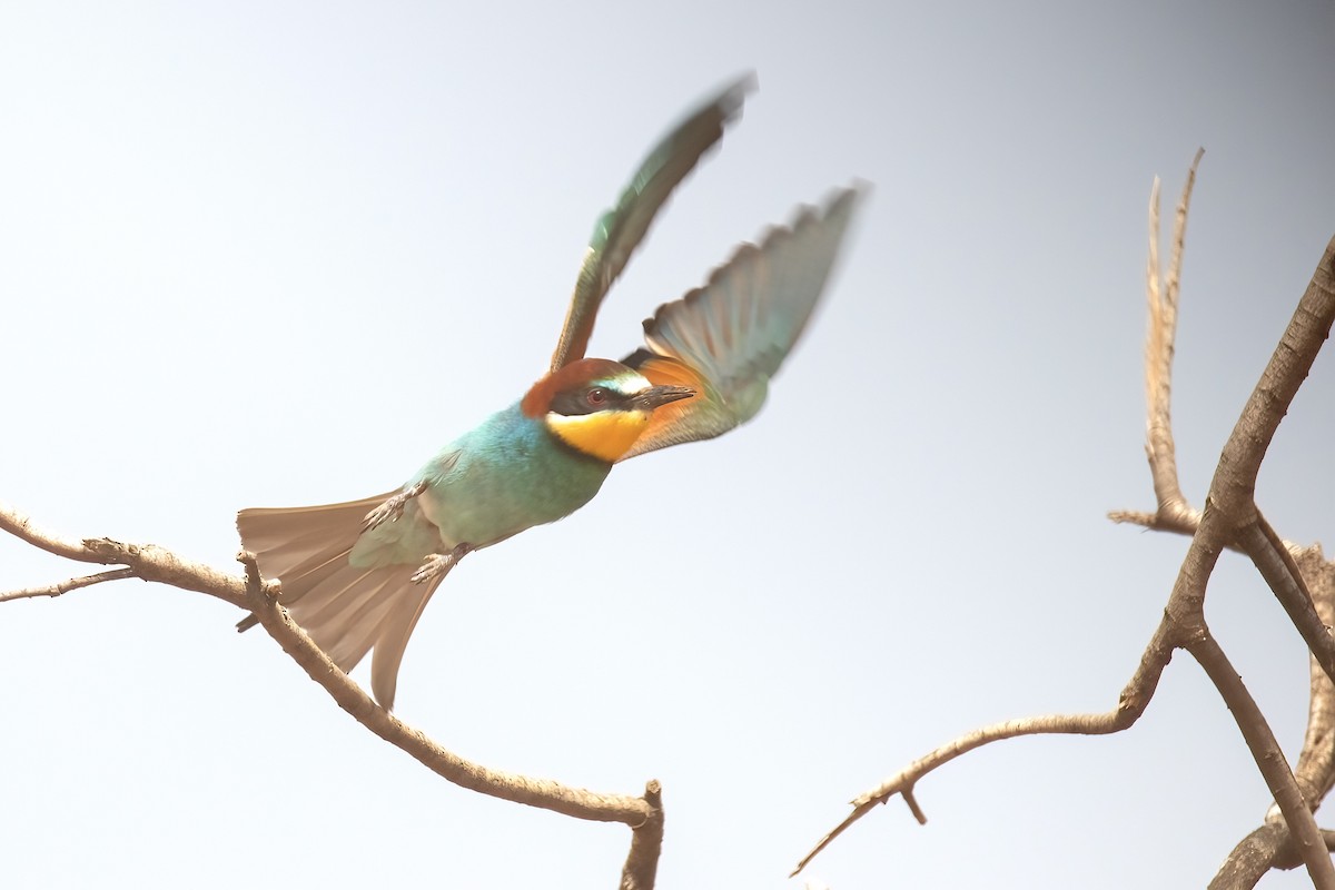 European Bee-eater - Sayam U. Chowdhury