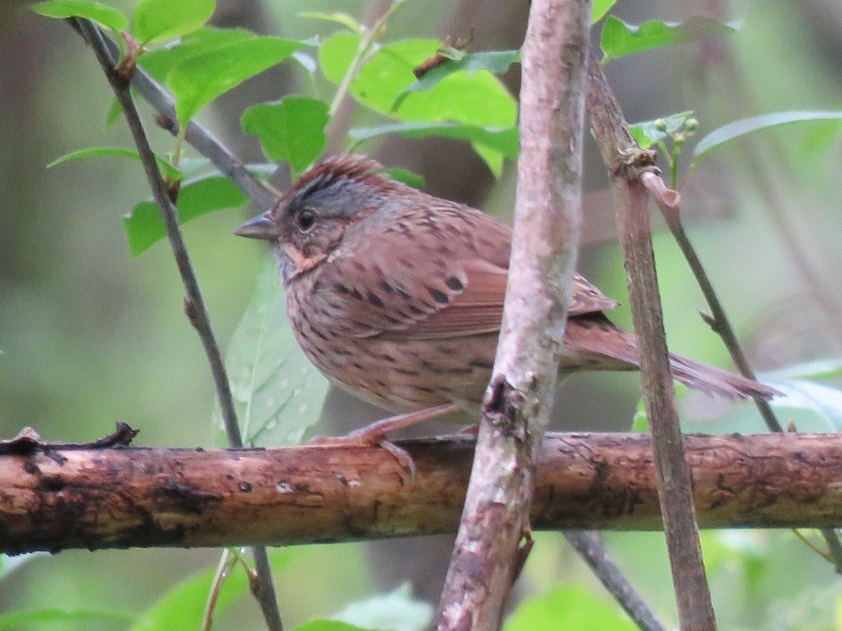 Lincoln's Sparrow - ML619098291