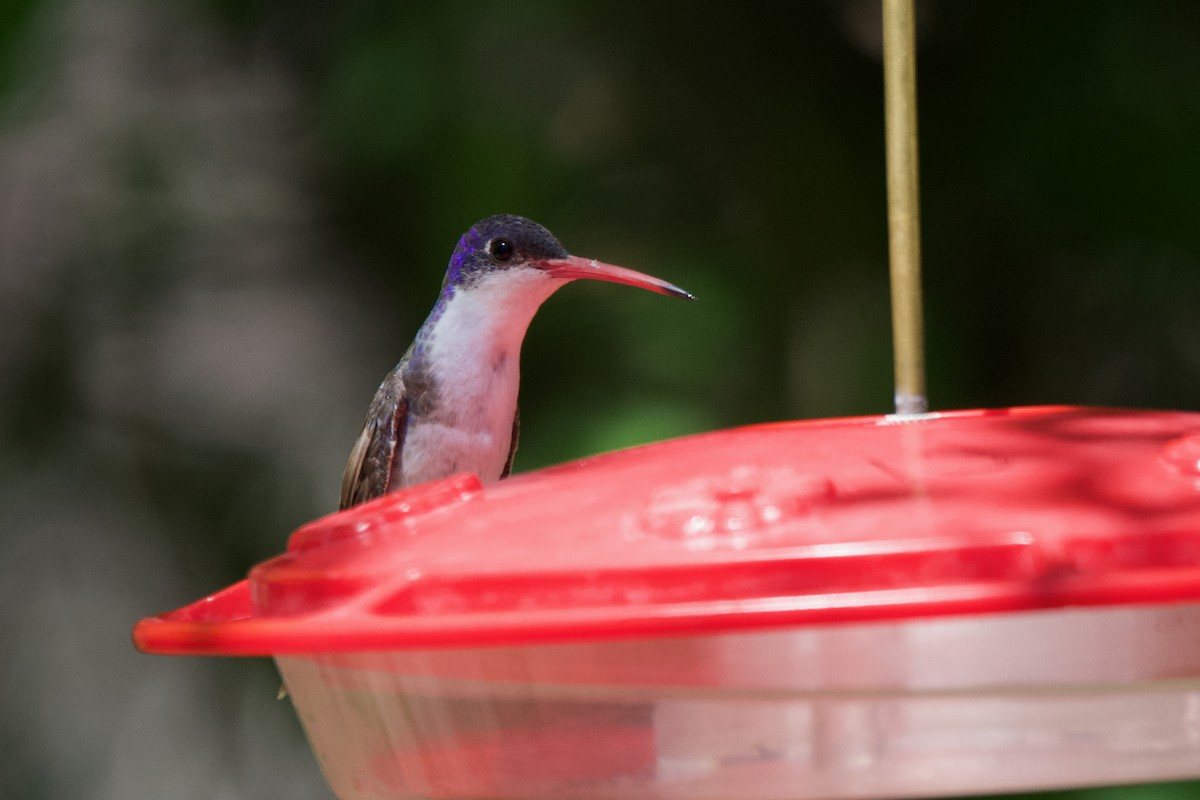 Violet-crowned Hummingbird - Neil Pankey
