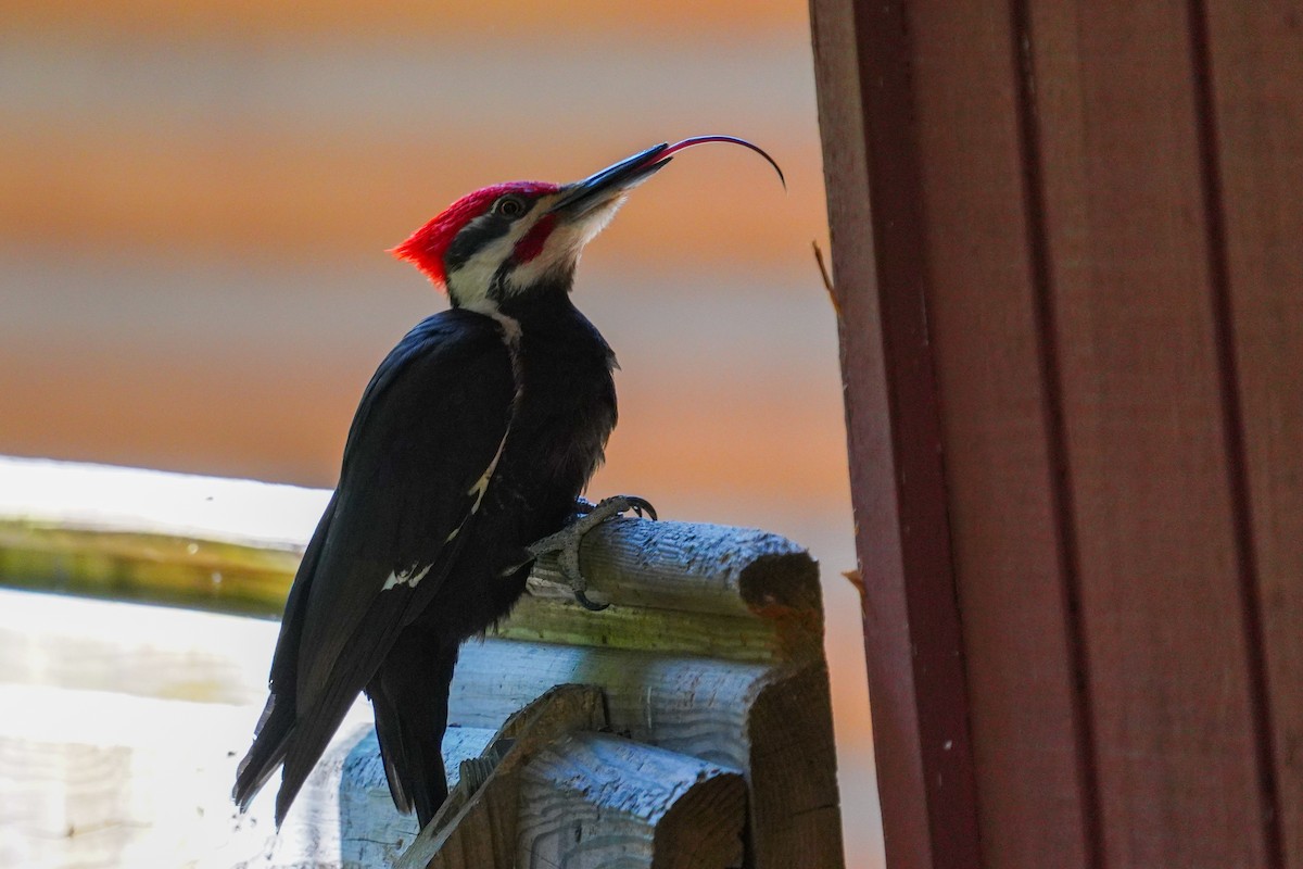 Pileated Woodpecker - ML619098304