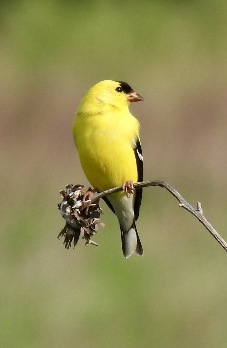 American Goldfinch - ML619098306