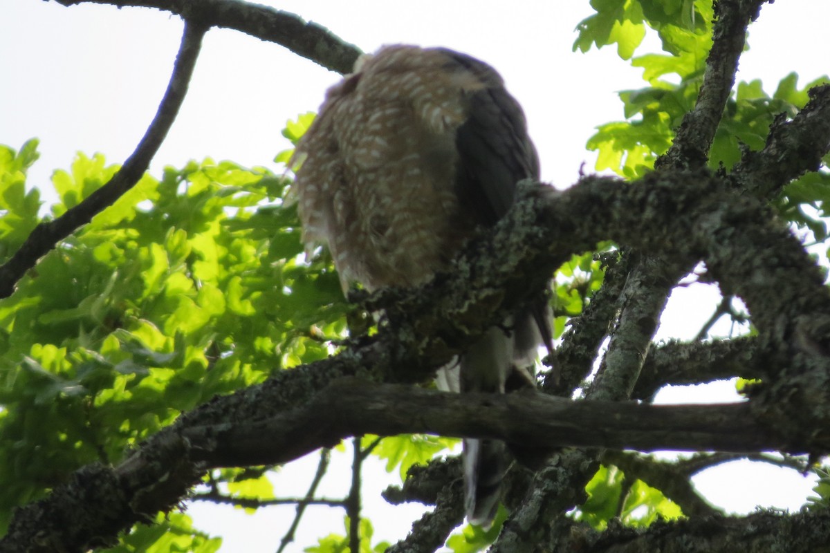 Cooper's Hawk - Kathy  Kirk