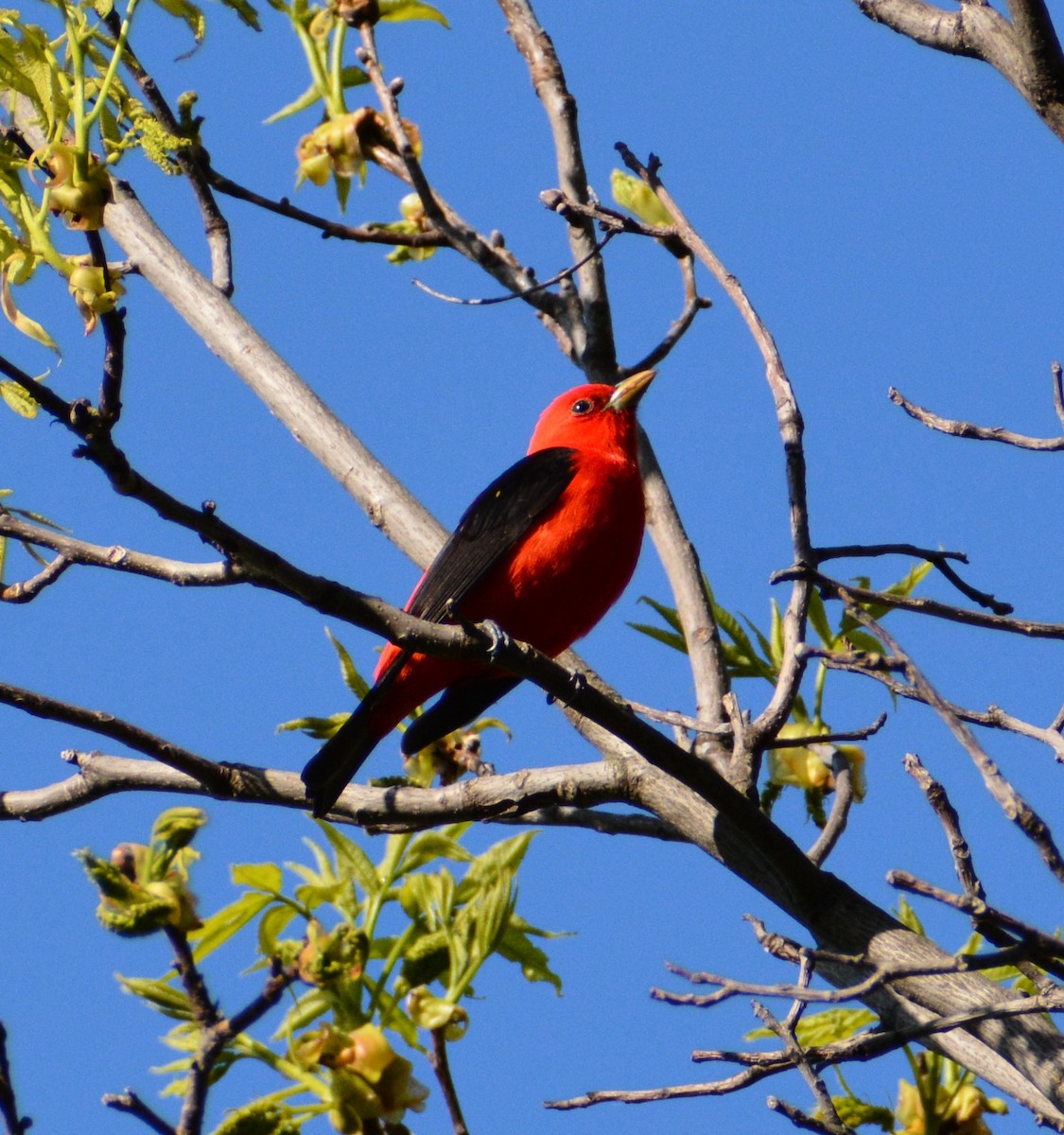 Scarlet Tanager - ML619098328