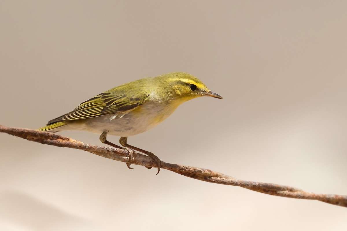 Wood Warbler - Sayam U. Chowdhury