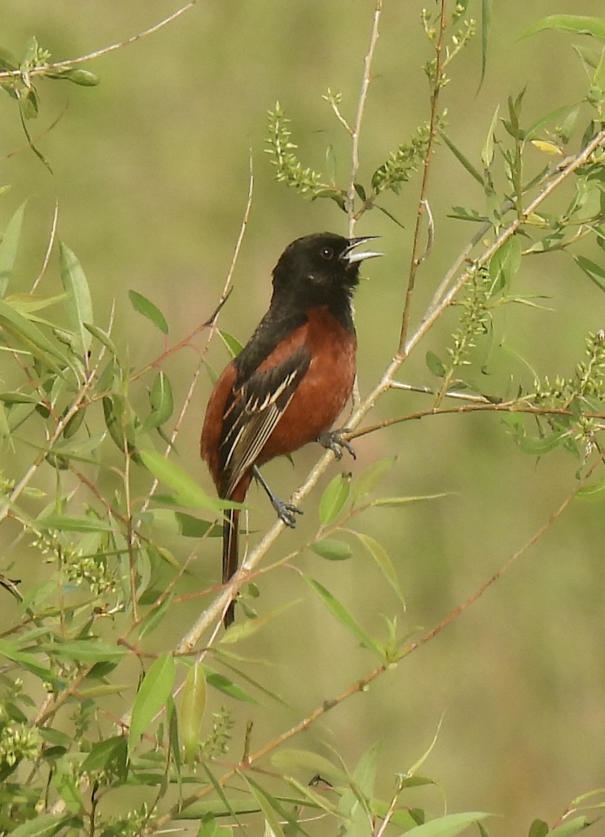 Orchard Oriole - ML619098353