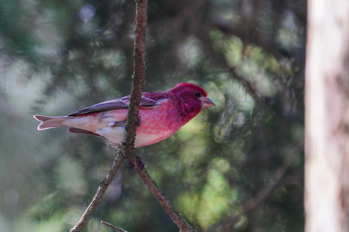 Purple Finch - Gary Herritz