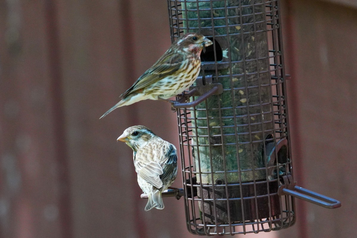 Purple Finch - Gary Herritz