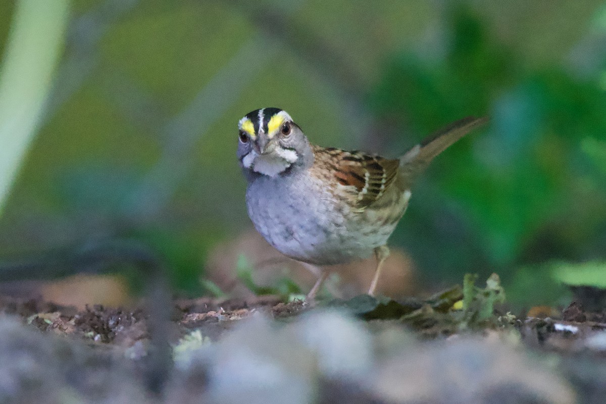 White-throated Sparrow - Neil Pankey