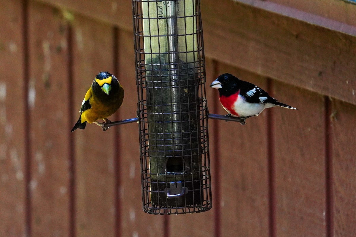 Rose-breasted Grosbeak - ML619098371