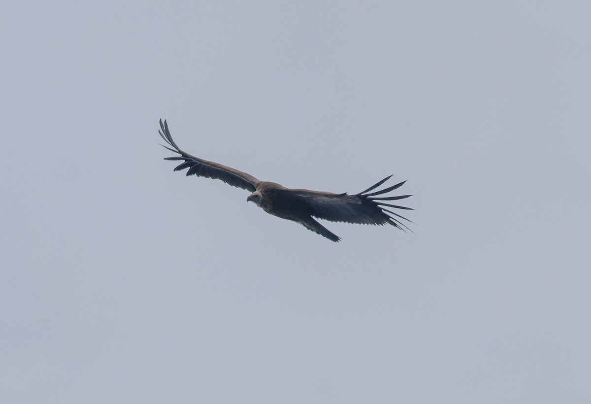 Himalayan Griffon - Peter Crosson