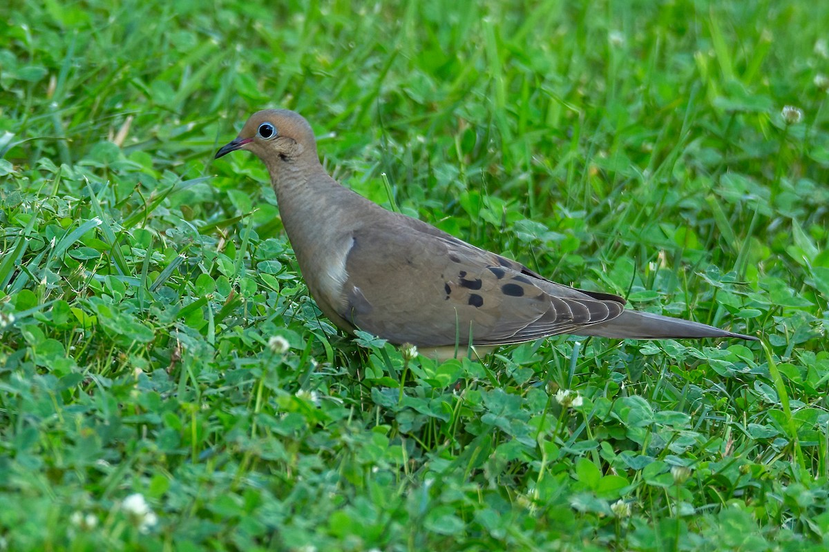 Mourning Dove - George Holt