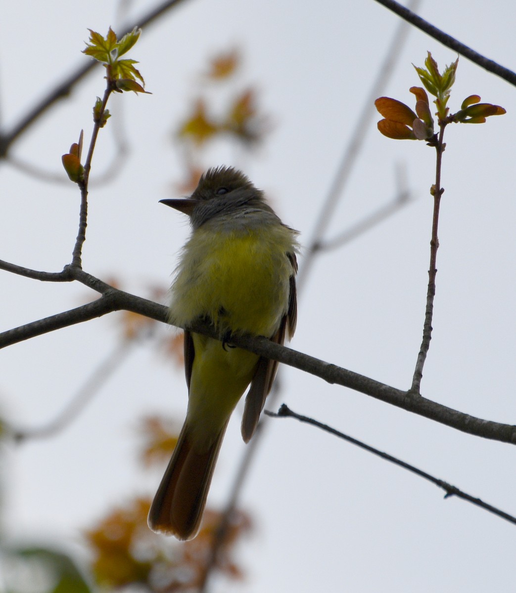 Great Crested Flycatcher - Zachary Peters