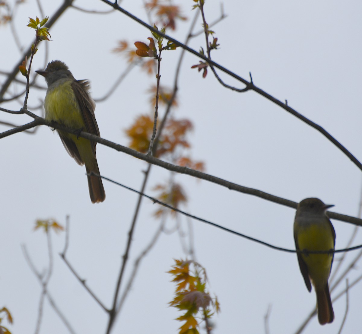 Great Crested Flycatcher - ML619098384