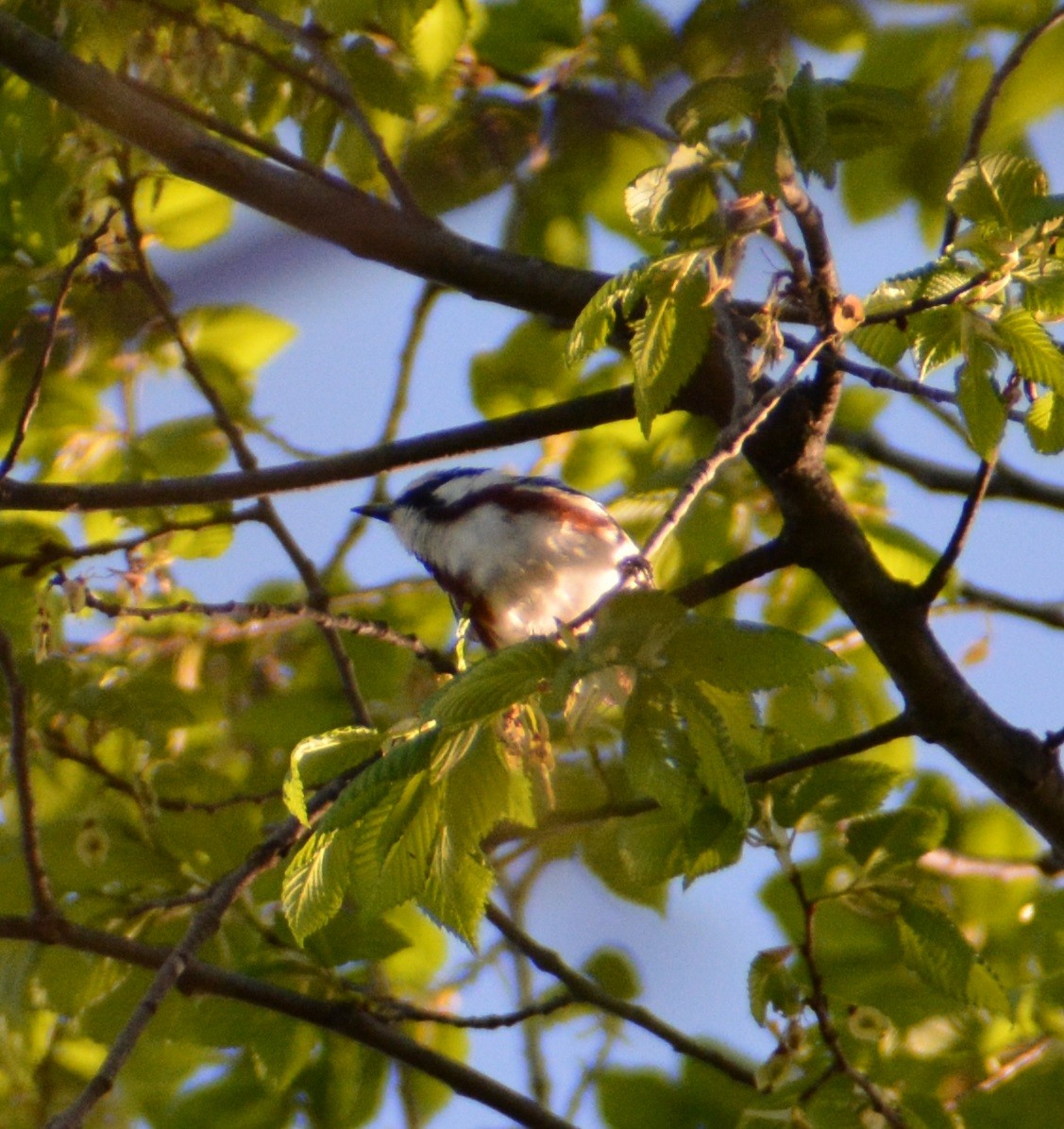 Chestnut-sided Warbler - ML619098392