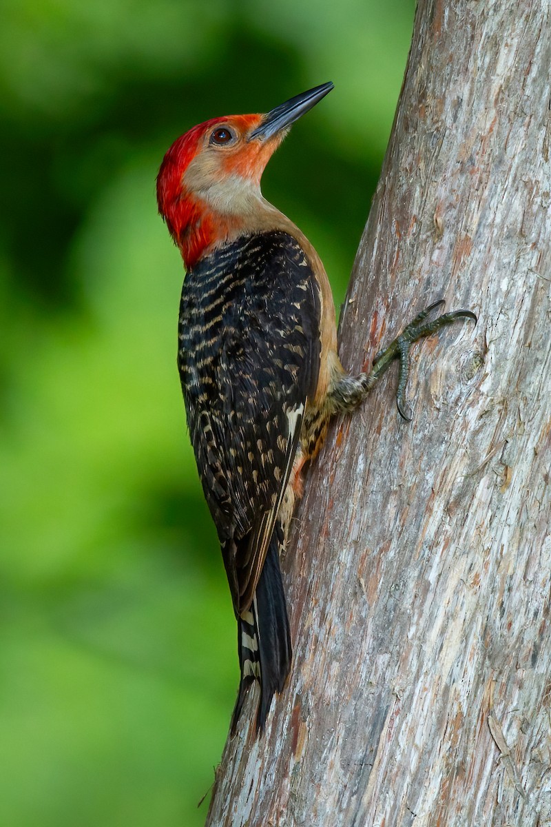 Red-bellied Woodpecker - ML619098393