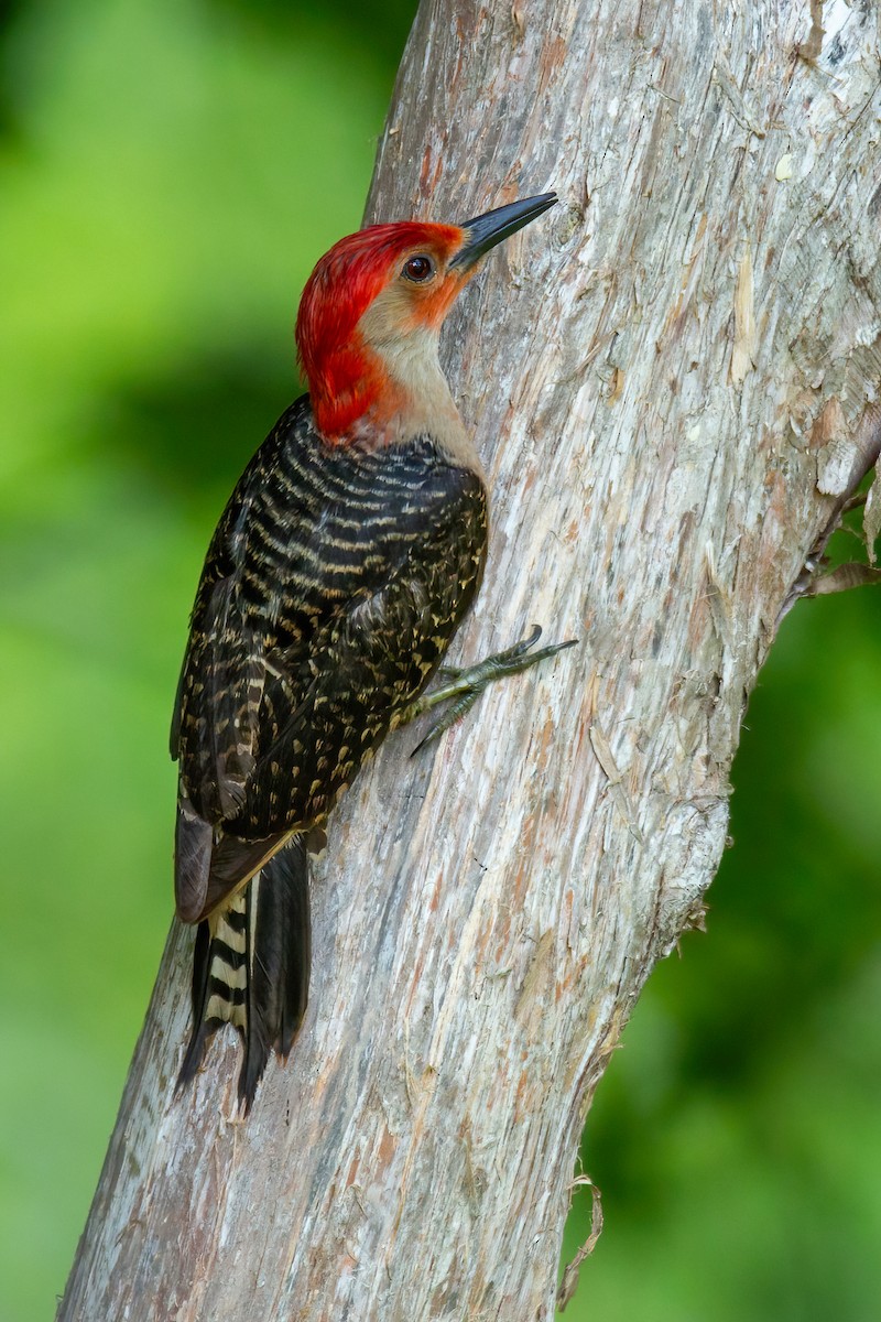 Red-bellied Woodpecker - ML619098397