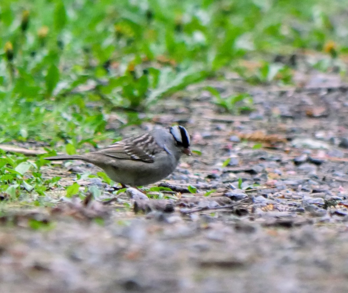 White-crowned Sparrow - ML619098431