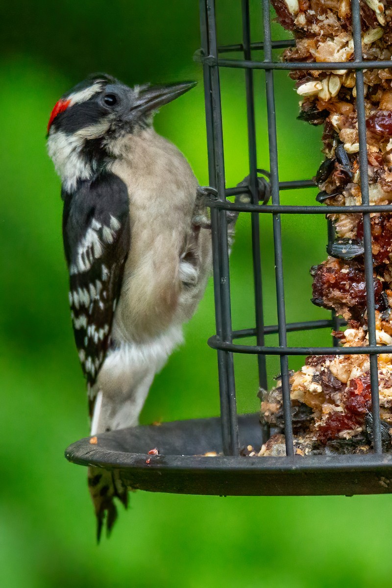 Downy Woodpecker - George Holt