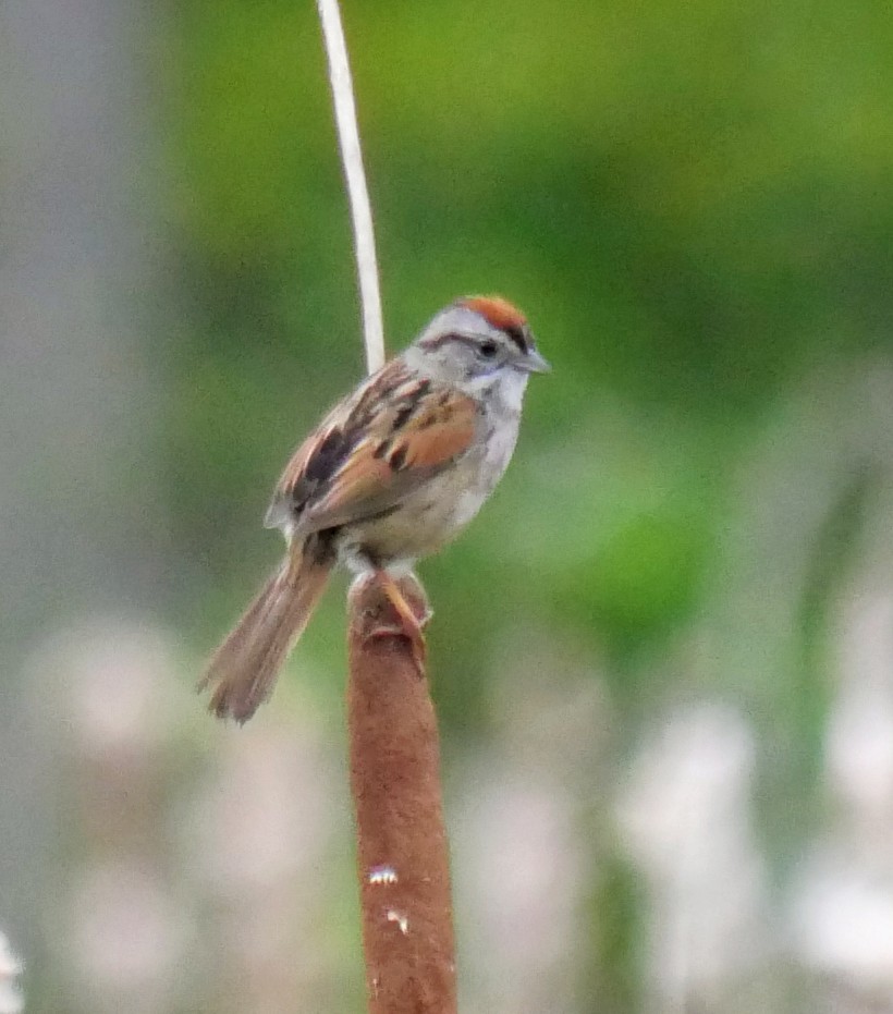 Swamp Sparrow - ML619098439