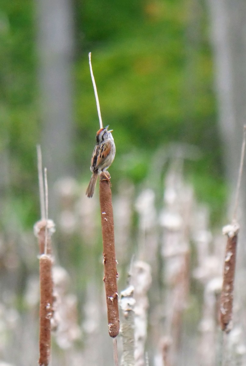 Swamp Sparrow - ML619098440