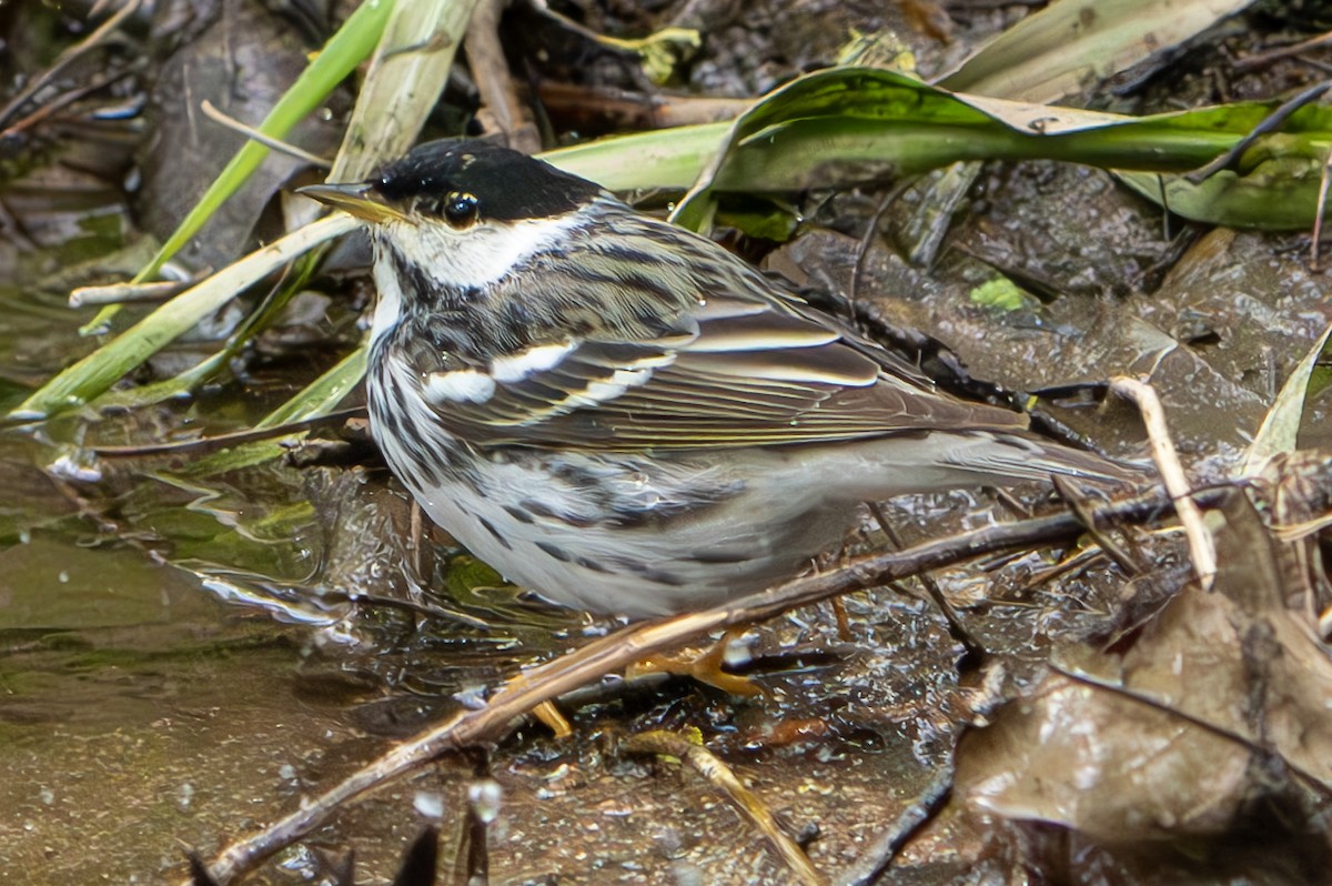 Blackpoll Warbler - John Salisbury