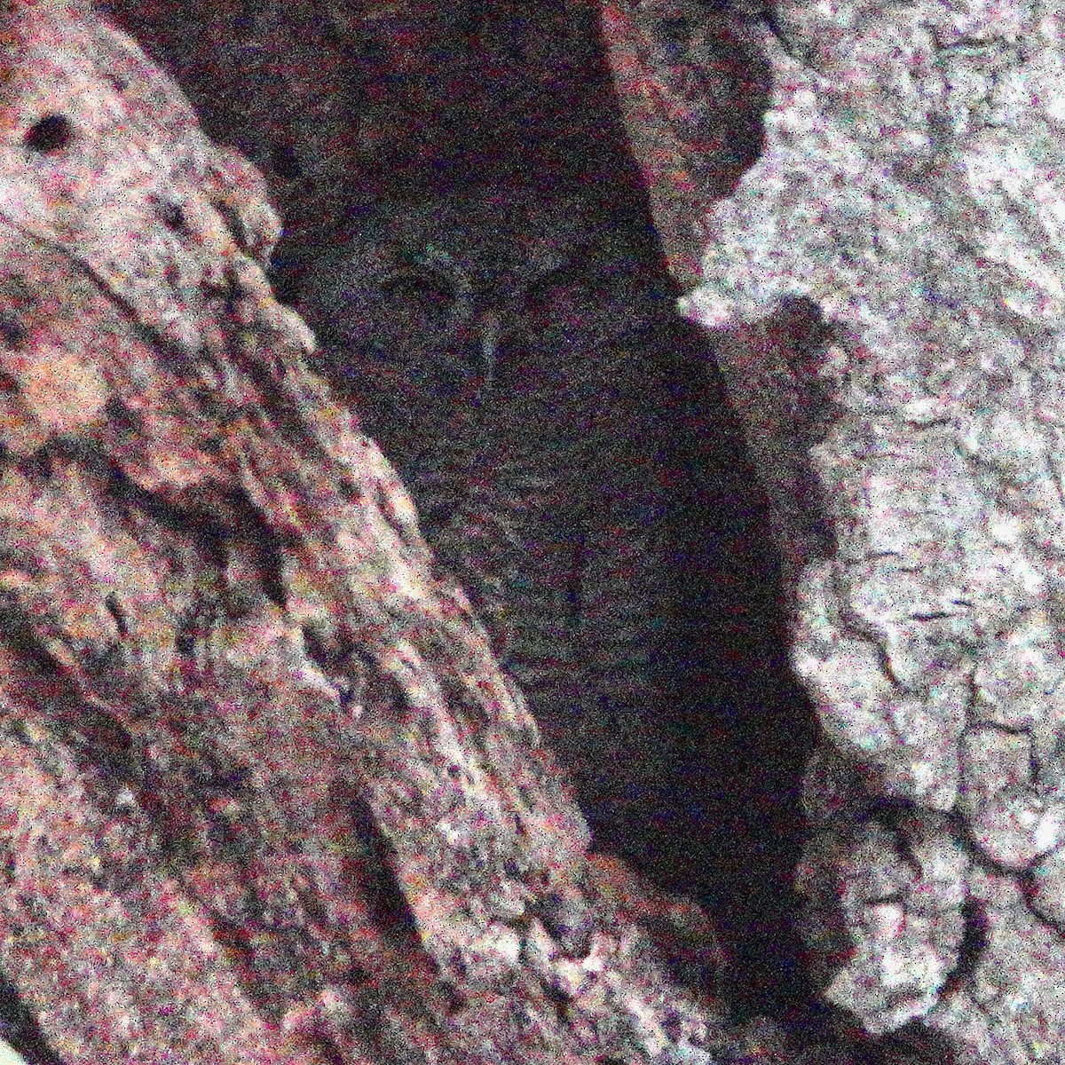 Western Screech-Owl - ML619098446