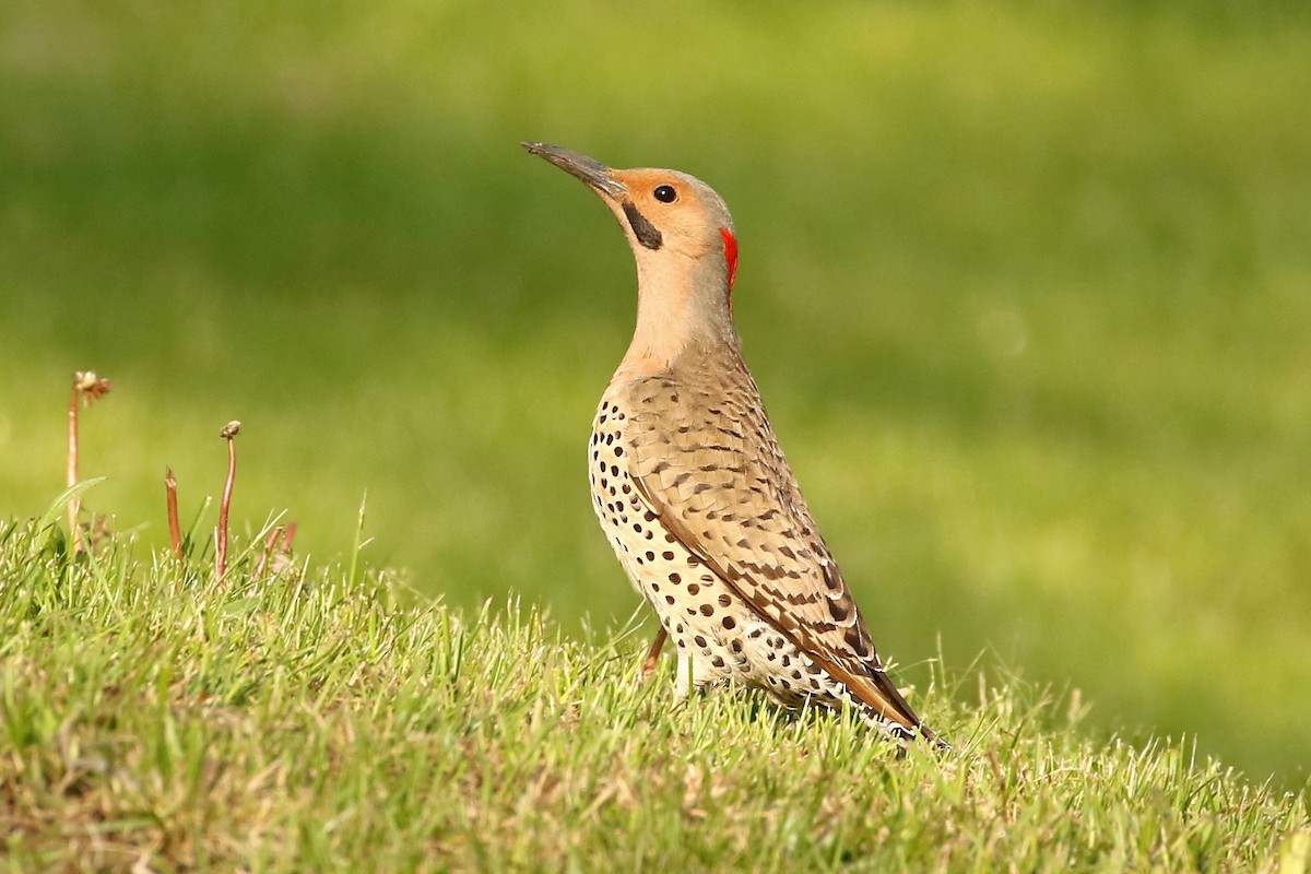 Northern Flicker (Yellow-shafted) - Jeffrey Offermann