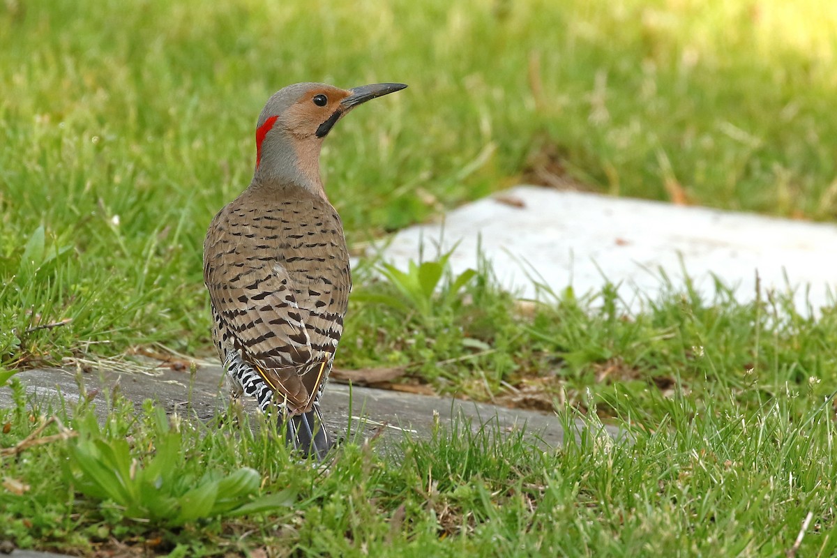 Northern Flicker (Yellow-shafted) - Jeffrey Offermann