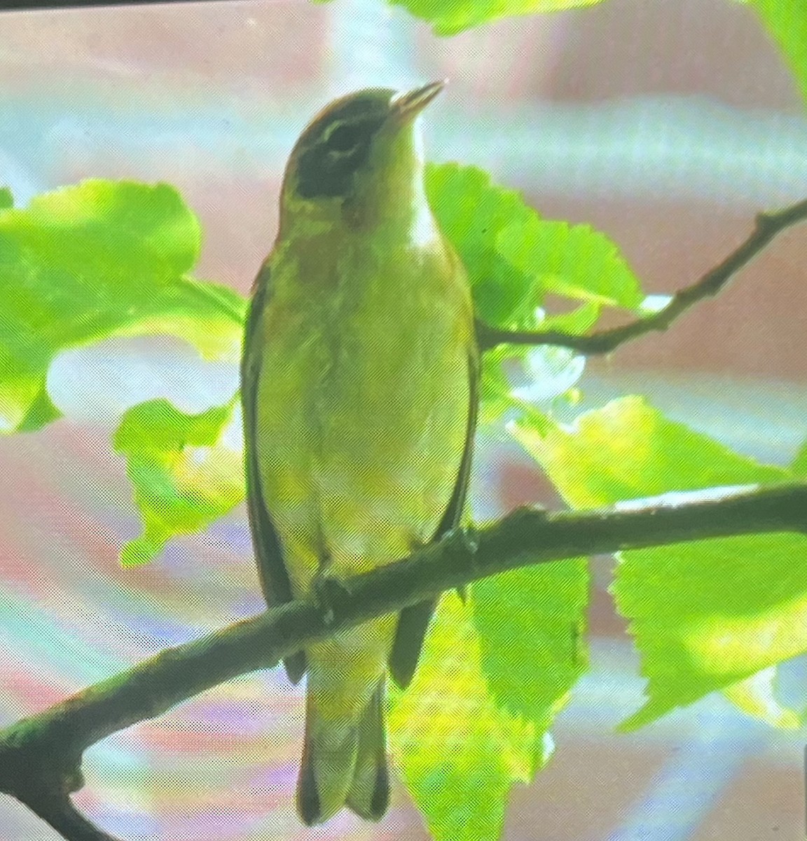 Bay-breasted Warbler - shelley seidman