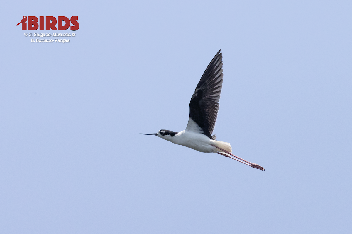 Black-necked Stilt - ML619098479