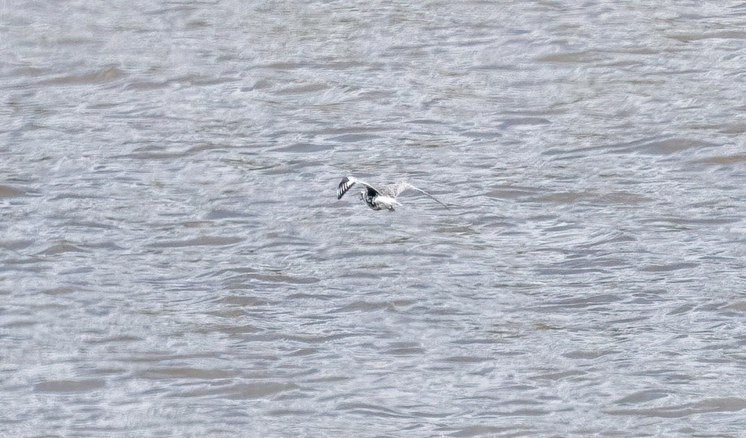 Black-bellied Plover - Yannick Fleury