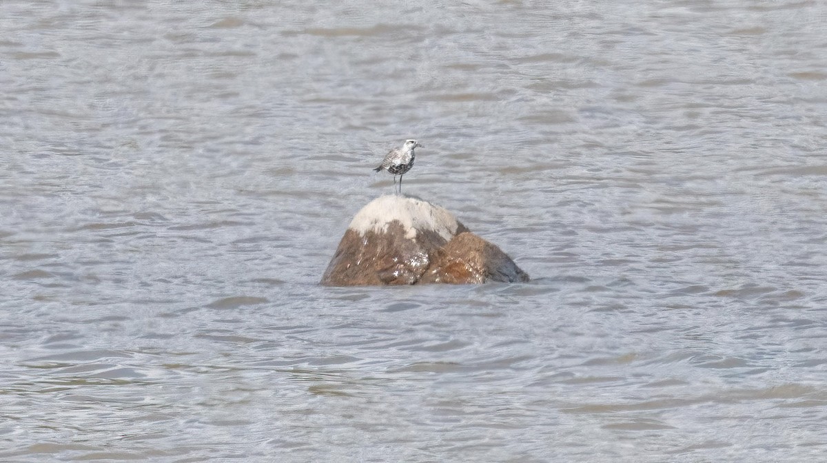 Black-bellied Plover - ML619098481