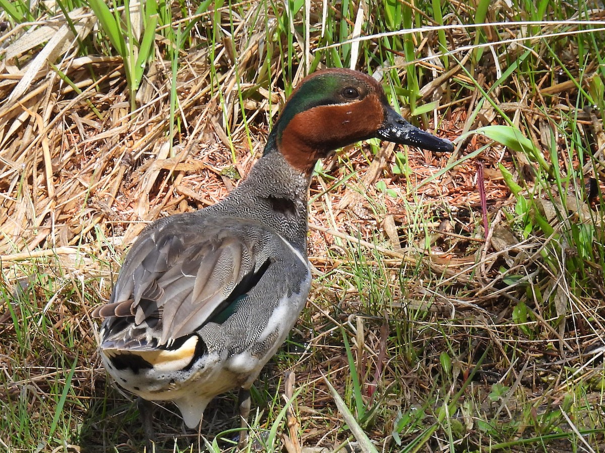 Green-winged Teal - ML619098484