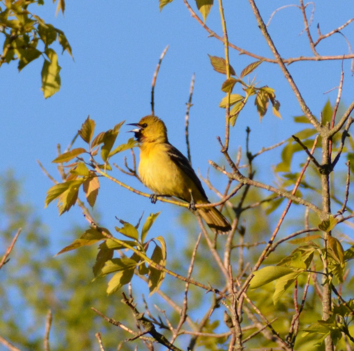 Orchard Oriole - ML619098495