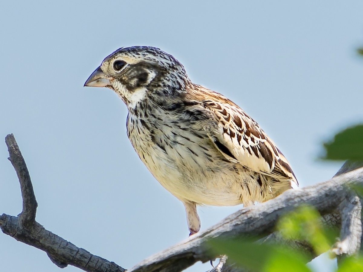 Lark Sparrow - Grant Price