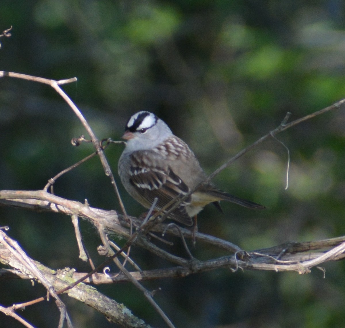 White-crowned Sparrow - ML619098515