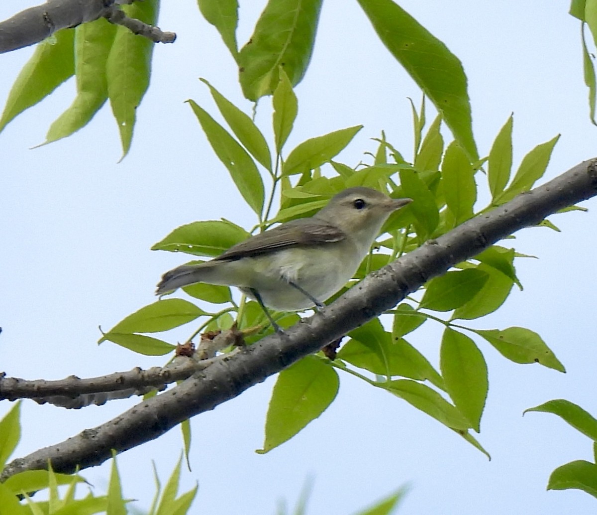 Warbling Vireo - ML619098540