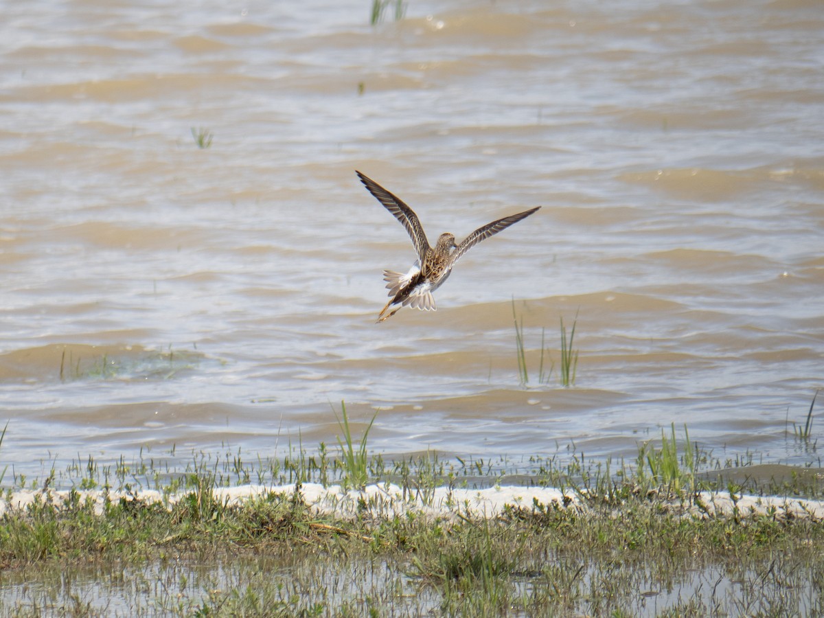 Graubrust-Strandläufer - ML619098571