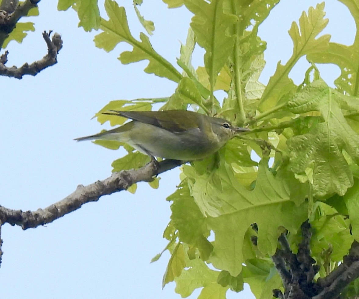 Tennessee Warbler - ML619098586