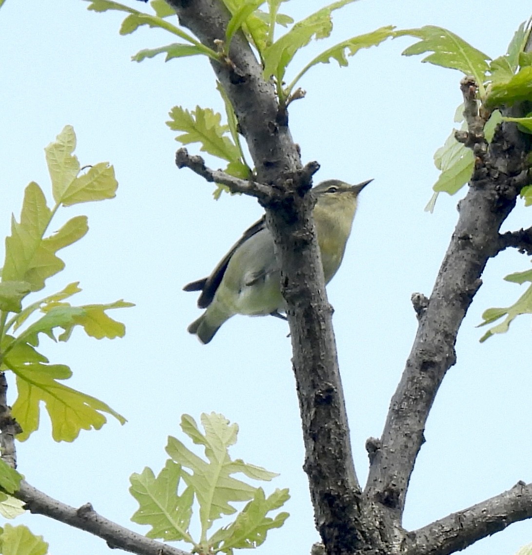 Tennessee Warbler - ML619098588