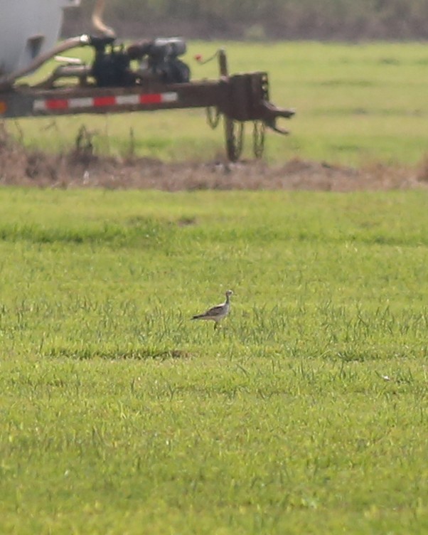 Upland Sandpiper - Marceline VandeWater