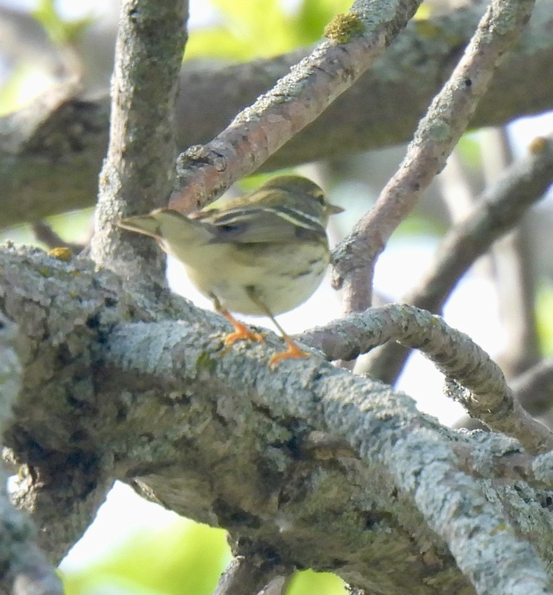 Blackpoll Warbler - ML619098614