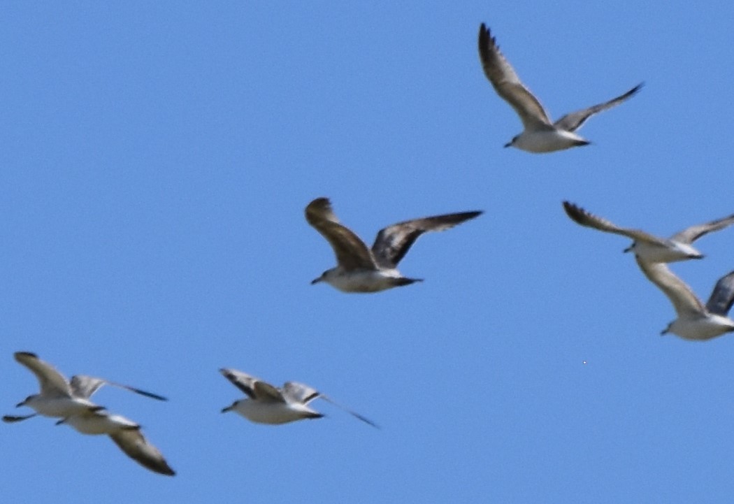 California Gull - ML619098617