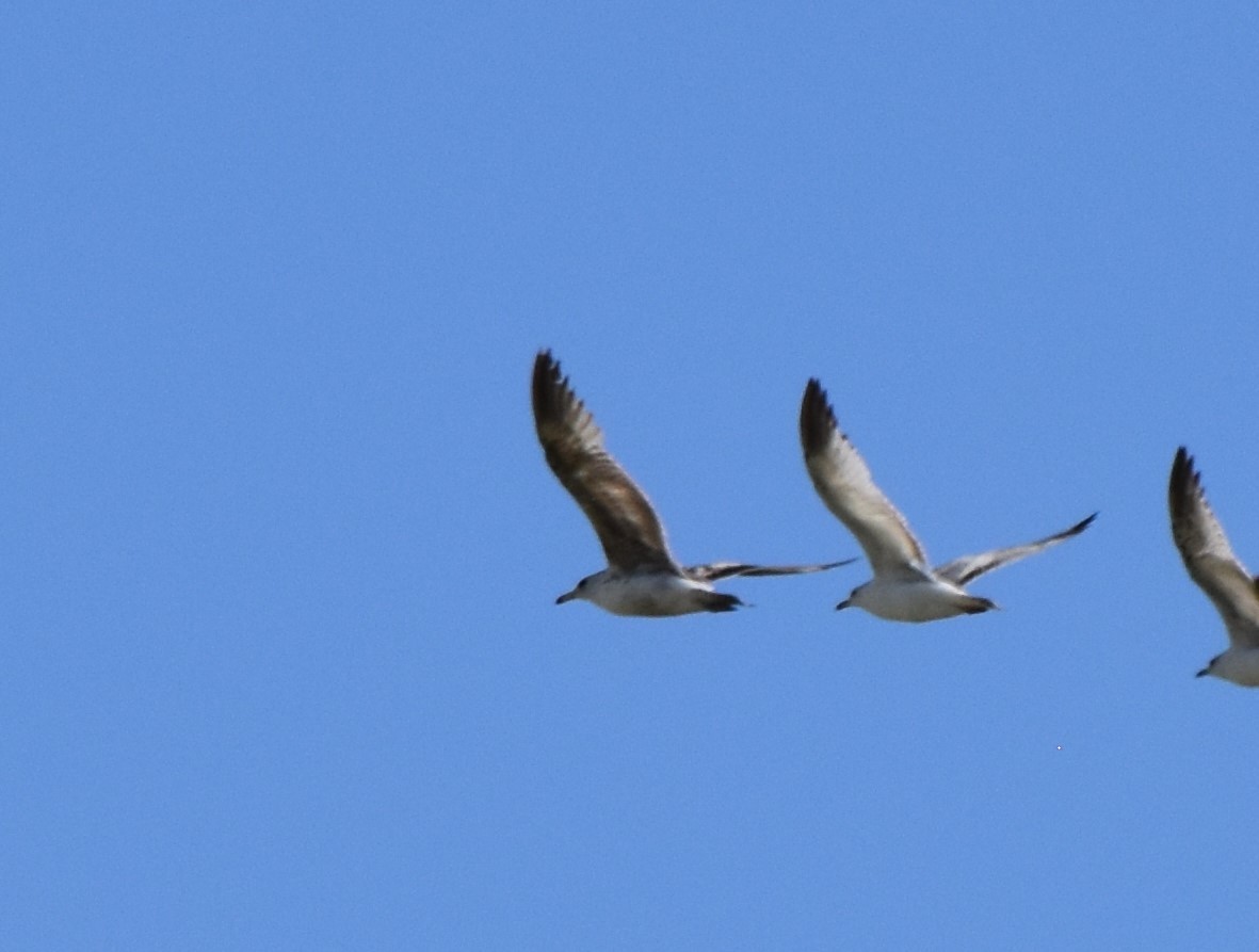 California Gull - ML619098618