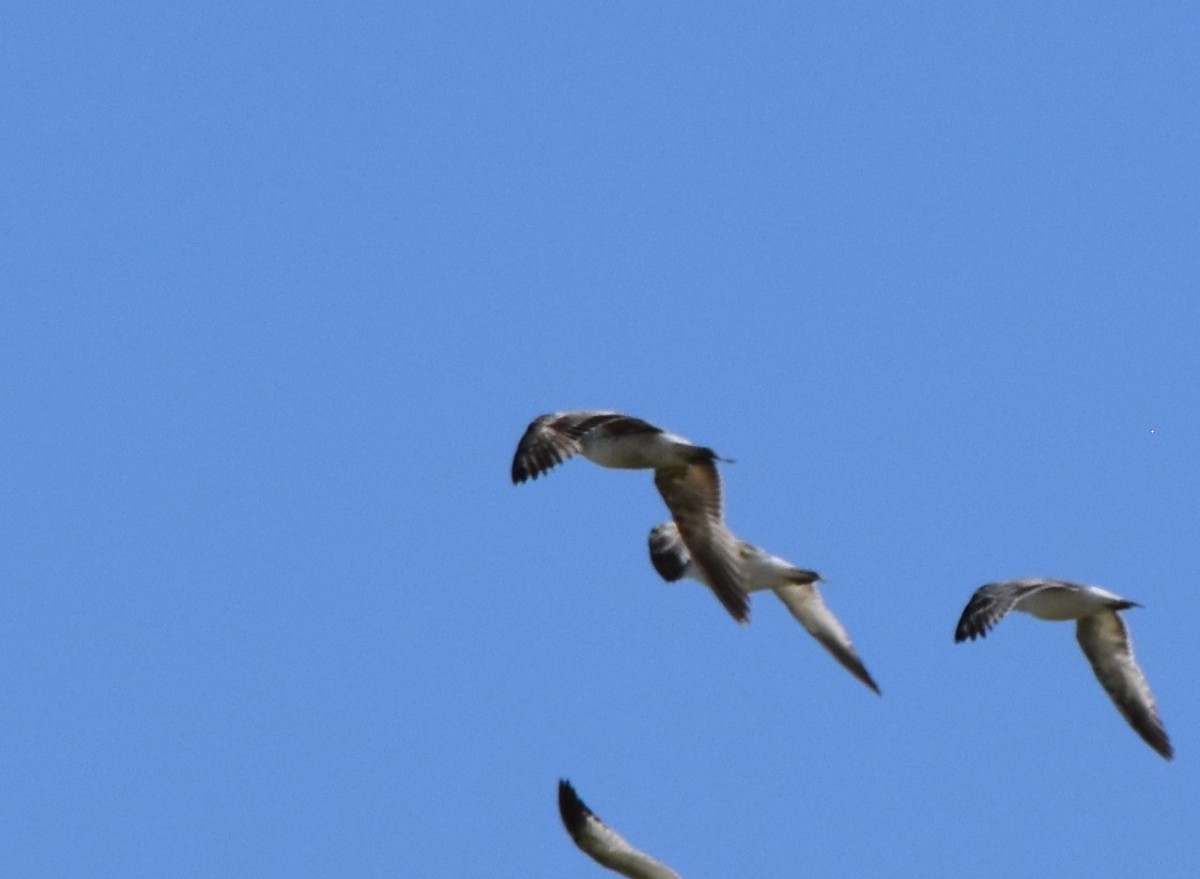 California Gull - ML619098619